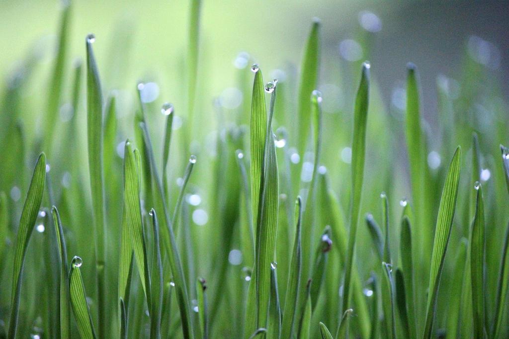 Environmental decorative element