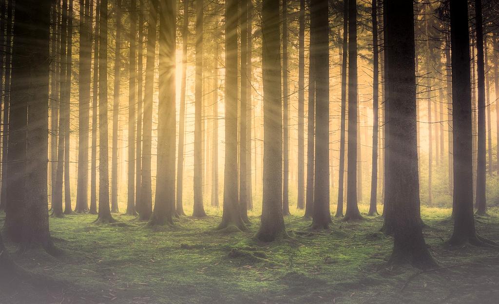 Michael Smith, Sustainability Advocate